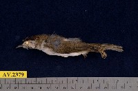 藏品(冠羽畫眉)的圖片